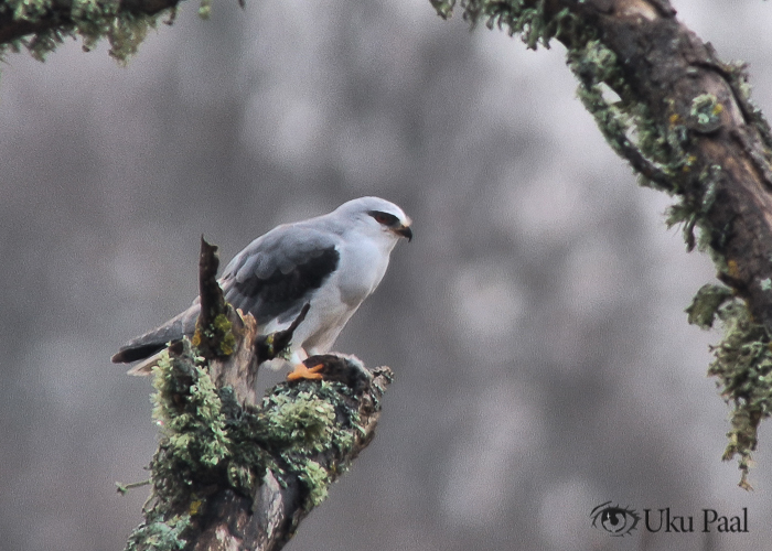 Hõbehaugas (Elanus caeruleus)
Karuste, Saaremaa, 14.03.2024. Uus liik Eestile.

Uku Paal
Keywords: black-winged kite