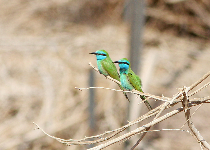 Väike-mesilasenäpp (Merops orientalis)
Eilati linnujaam

Mariliis Märtson
