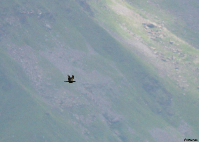 Mägiteder (Tetrao mlokosiewiczi)
Gruusia, juuli 2009

UP
Keywords: caucasian grouse