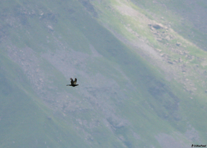 Mägiteder (Tetrao mlokosiewiczi)
Gruusia, juuli 2009

UP
Keywords: caucasian grouse