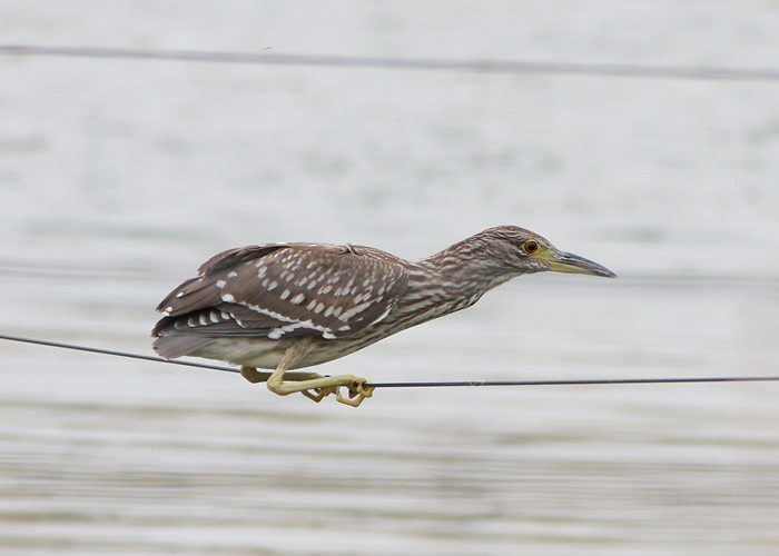 Ööhaigur (Nycticorax nycticorax)
Ma’Agan Mikhael

Mariliis Märtson
