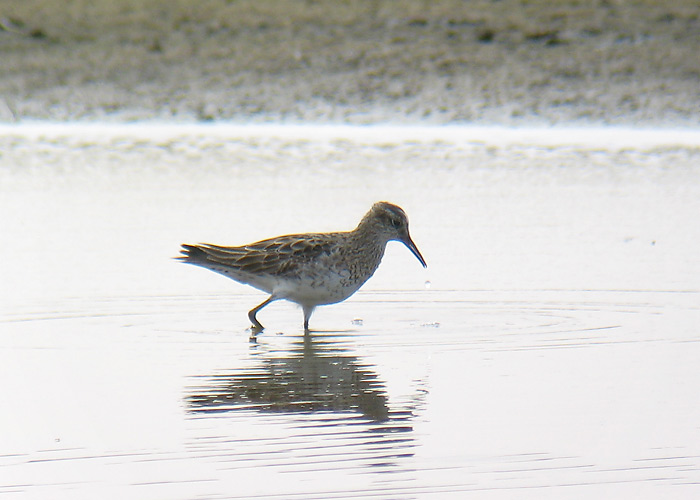 Älverüdi (Calidris acuminata)
Haversi, Läänemaa, 22.08.2007. Eesti teine. 2nd for Estonia.

Aivar Veide
Keywords: sharp-tailed sandpiper