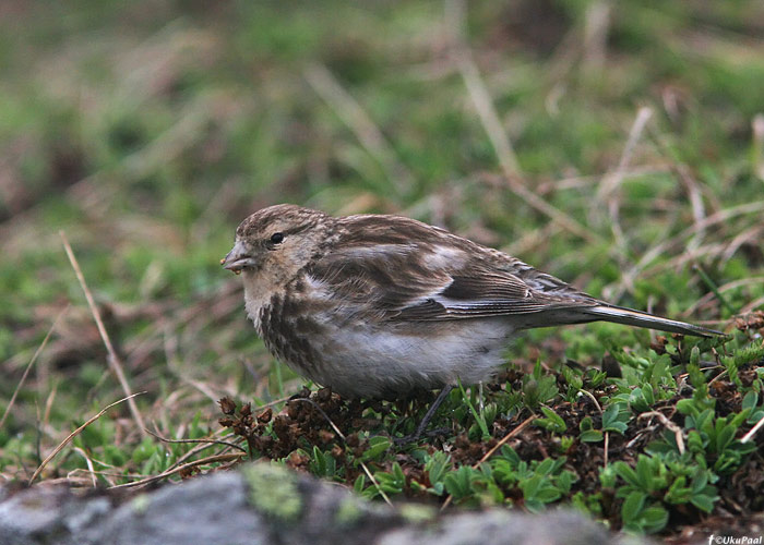 Mägi-kanepilind (Carduelis flavirostris)
Gruusia, juuli 2009

UP
Keywords: twite