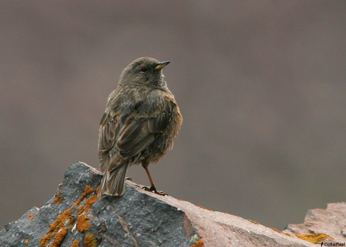 Mägiraat (Prunella collaris)
Gruusia, juuli 2009

UP
Keywords: alpine accentor