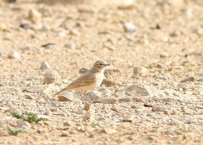 Kõrbelõoke (Ammomanes cincturus)
Nizzana

Mariliis Märtson
