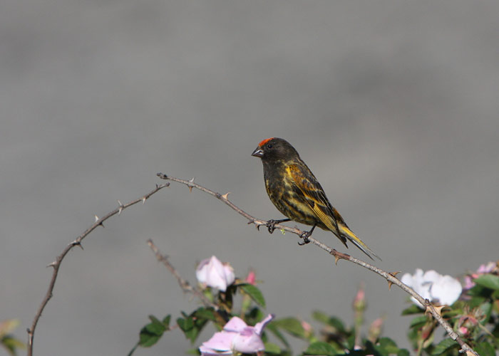 Tulipea-koldvint (Serinus pusillus)
Armeenia, juuli 2009

Rene Ottesson
Keywords: red-fonted serin