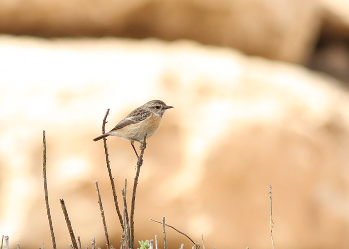 Niidu-kaelustäks (Saxicola maurus)
Mitzpe Ramon

Mariliis Märtson
