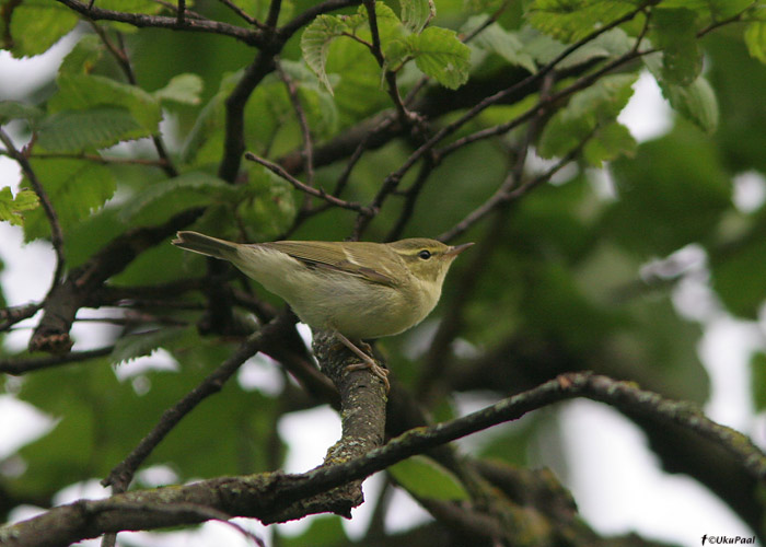 Kaspia lehelind (Phylloscopus trochiloides nitidus)
Armeenia, juuli 2009

UP
Keywords: green warbler