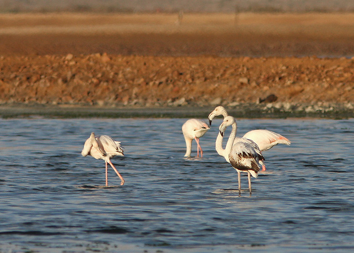 Flamingo (Phoenicopterus ruber)
"22 km soolaväljad"

Mariliis Märtson
