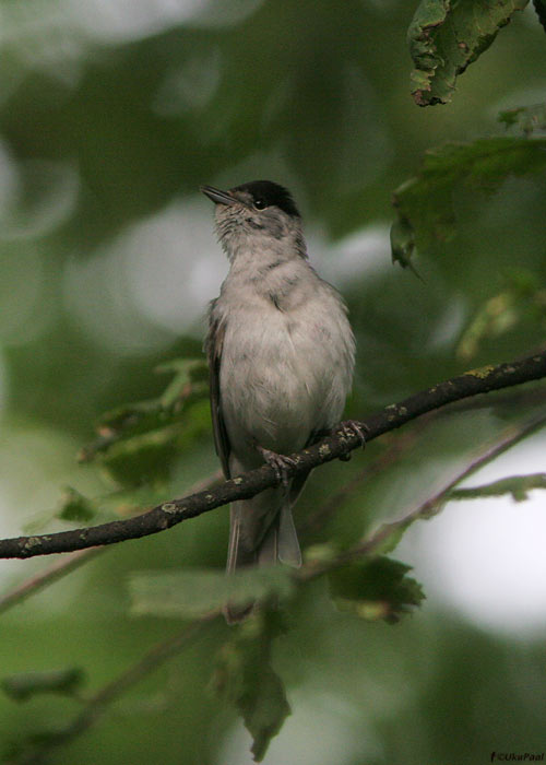 Mustpea-põõsalind (Sylvia atricapilla)
Armeenia, juuli 2009

UP
Keywords: blackcap