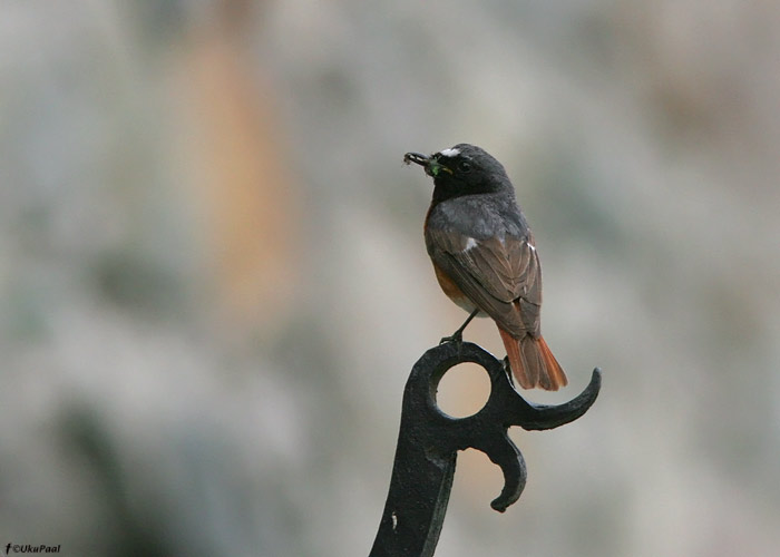 Lepalind (Phoenicurus phoenicurus)
Armeenia, juuli 2009

UP
Keywords: redstart