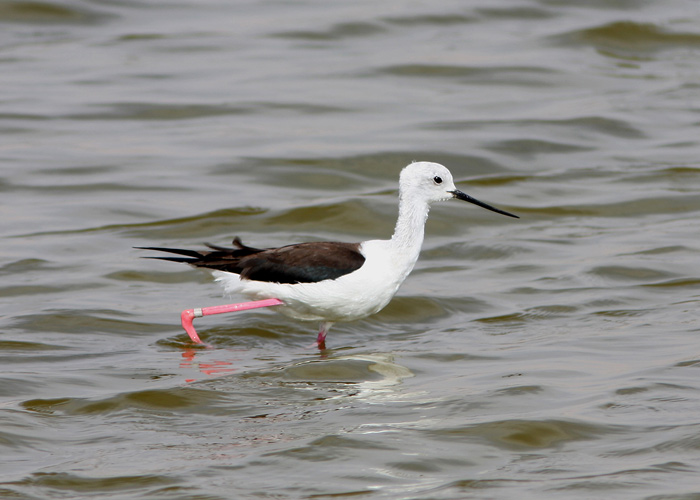 Karkjalg (Himantopus himantopus)
"22 km soolaväljad"

Mariliis Märtson
