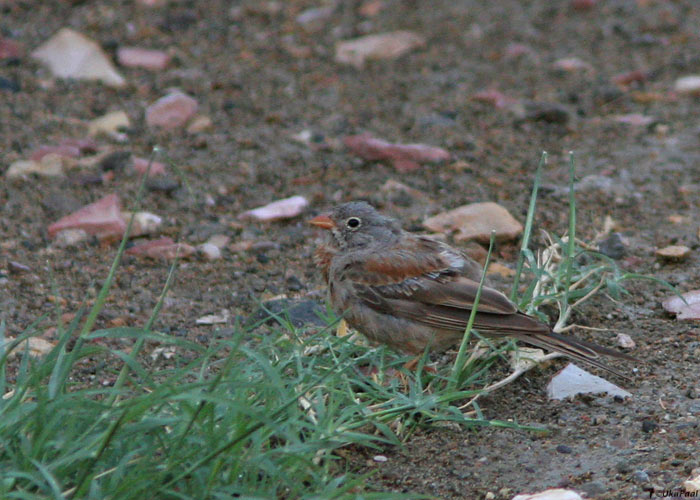 Kivitsiitsitaja (Emberiza buchanani)
Armeenia, juuli 2009

UP
Keywords: grey-necked bunting