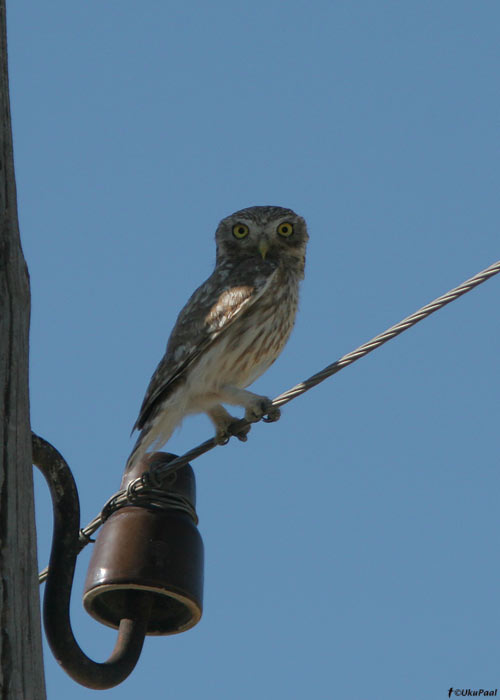 Kivikakk (Athene noctua)
Armeenia, juuli 2009

UP
Keywords: little owl