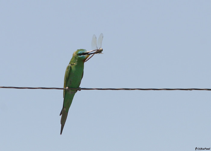 Rohe-mesilasenäpp (Merops persicus)
Armeenia, juuli 2009

UP
Keywords: blue-cheeked bee-eater