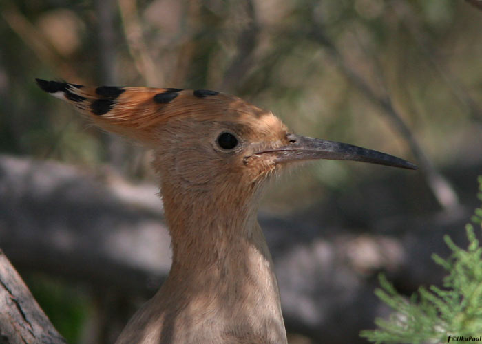 Vaenukägu (Upupa epops)
Armeenia, juuli 2009

UP
Keywords: hoopoe