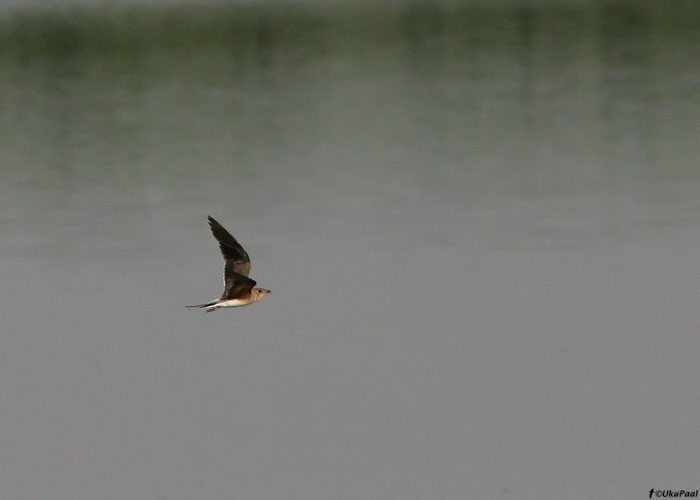 Kõnnu-pääsujooksur (Glareola pratincola)
Armeenia, juulia 2009

UP
Keywords: collared pratincole