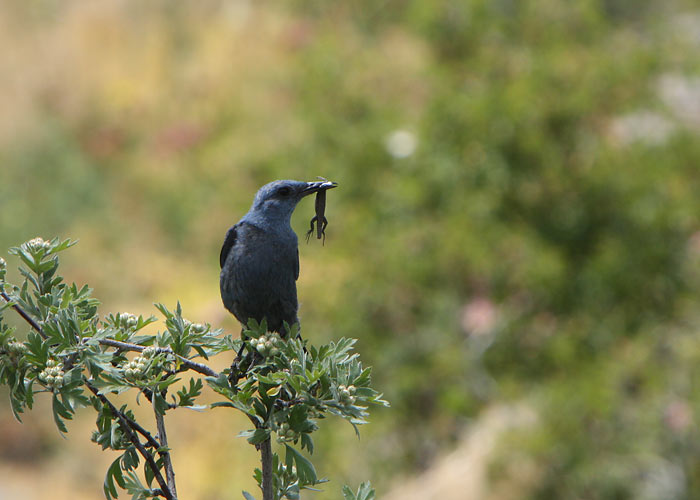 Sini-kivirästas (Monticola solitarius)
Armeenia, juulia 2009
Keywords: blue rock thrush