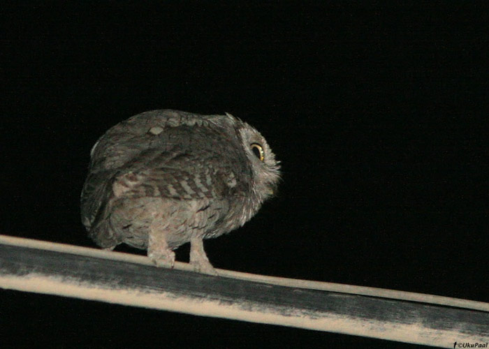 Salupäll (Otus scops)
Armeenia, juulia 2009

UP
Keywords: scops owl