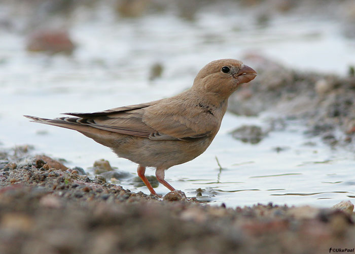 Kõrbeleevike (Bucanetes githagineus)
Armeenia, juuli 2009

UP
Keywords: trumpeter finch