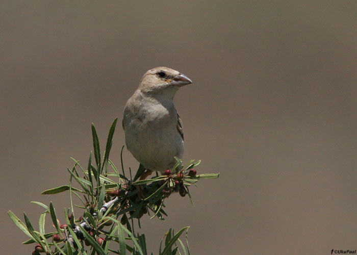 Kõnnuvarblane (Petronia brachydactyla)
Armeenia, juuli 2009

UP
Keywords: pale rock sparrow