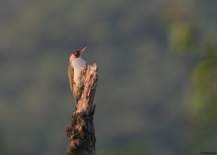 Roherähn (Picus viridis)
Armeenia, juuli 2009

UP
Keywords: green woodpecker