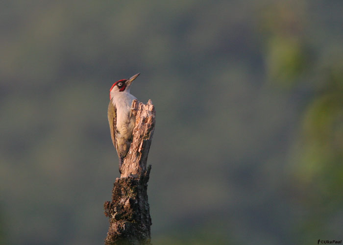 Roherähn (Picus viridis)
Armeenia, juuli 2009

UP
Keywords: green woodpecker