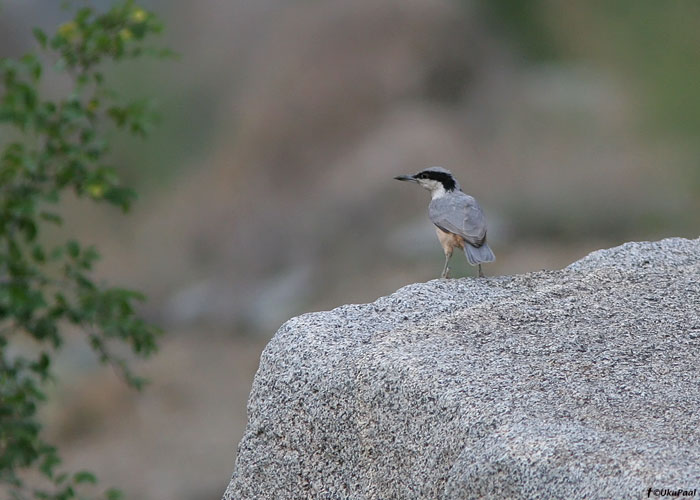 Mägi-puukoristaja (Sitta tephronota)
Armeenia, juuli 2009

UP
Keywords: eastern rock nuthatch