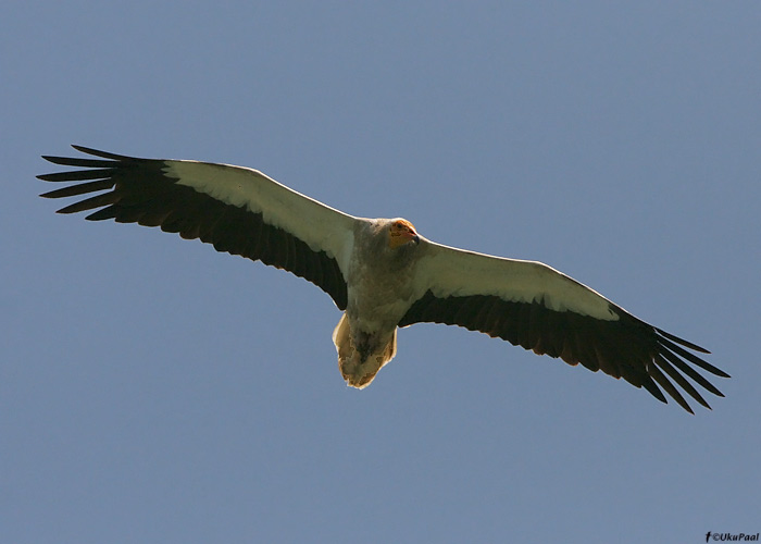 Raipekotkas (Neophron percnopterus)
Armeenia, juuli 2009

UP
Keywords: egyptian vulture