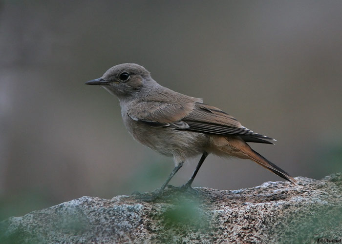 Pärsia kivitäks (Oenanthe xanthoprymna chrysopygia)
Armeenia, juuli 2009

UP
Keywords: red-tailed wheatear