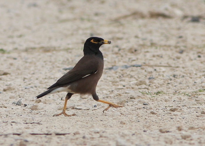 Maina (Acridotheres tristis)
Ma’Agan Mikhael

Mariliis Märtson
