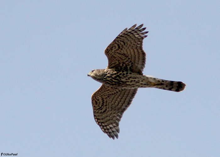 Kanakull (Accipiter gentilis)
Tartumaa, august 2011

UP
Keywords: goshawk