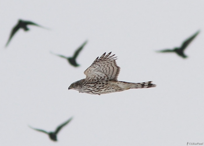 Kanakull (Accipiter gentilis)
Tartumaa, jaanuar 2011

UP
Keywords: goshawk