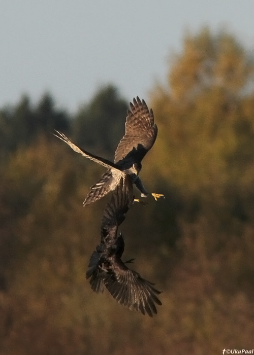 Kanakull (Accipiter gentilis) ja ronk (Corvus corax)
Tartumaa, oktoober 2010

UP
Keywords: goshawk raven