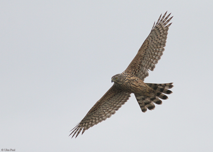 Kanakull (Accipiter gentilis) 1a
Tartumaa, november 2014

UP
Keywords: goshawk