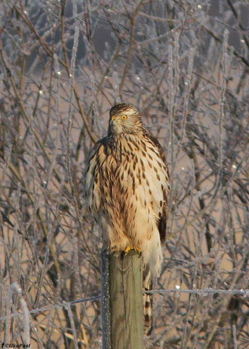 Kanakull (Accipiter gentilis)
Läänemaa, jaanuar 2013. 

UP
Keywords: goshawk