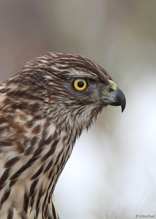 Kanakull (Accipiter gentilis)
Harjumaa, märts 2013

UP
Keywords: goshawk