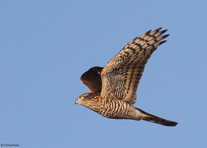 Raudkull (Accipiter nisus) 1a
Pitkänä, Kihnu, 7.9.2013

UP
Keywords: sparrowhawk