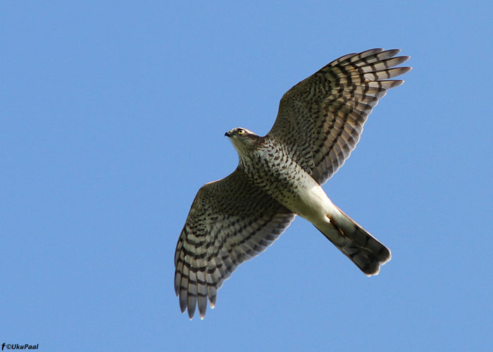 Raudkull (Accipiter nisus)
Saaremaa, september 2011

UP
Keywords: sparrowhawk