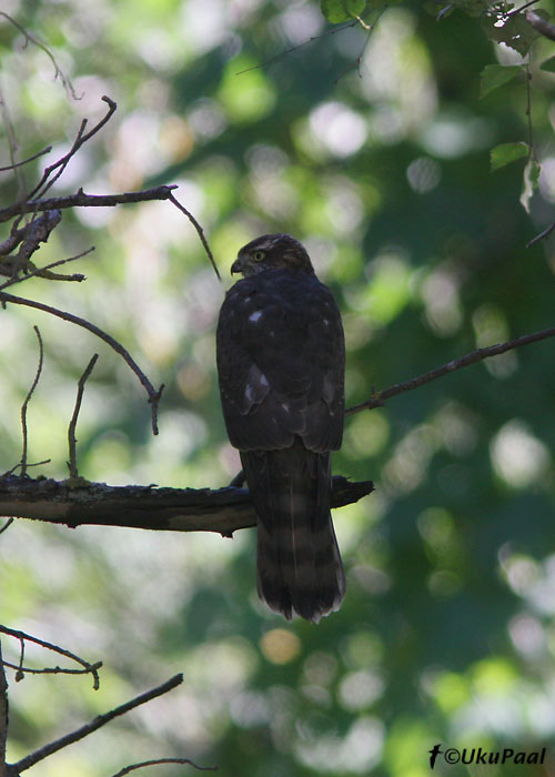 Raudkull (Accipiter nisus)
Tuksi, Läänemaa, 1.09.2007
Keywords: sparrowhawk