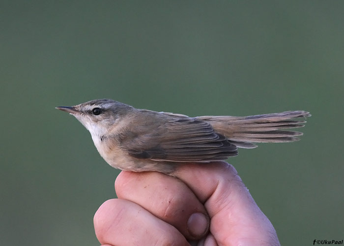 Padu-roolind (Acrocephalus agricola)
Pulgoja linnujaam, Pärnumaa, 10.8.2013

UP
Keywords: paddyfield warbler