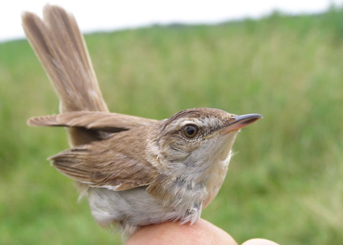 Padu-roolind (Acrocephalus agricola)
Pulgoja rõngastusjaam, 24.7.2010. Eesti viies. 5th for Estonia.

Indrek Tammekänd
Keywords: paddyfield warbler