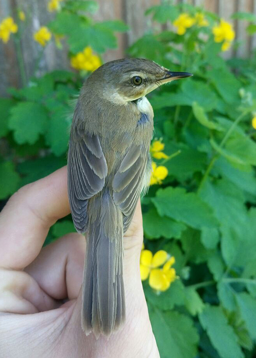 Padu-roolind (Acrocephalus agricola)
Vaibla linnujaam, 30.05.2019

Art Villem Adojaan
Keywords: paddyfield warbler