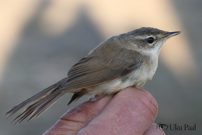 Padu-roolind (Acrocephalus agricola) 1a
Pulgoja, Pärnumaa, 24.07.2021

Uku Paal
Keywords: paddyfield warbler