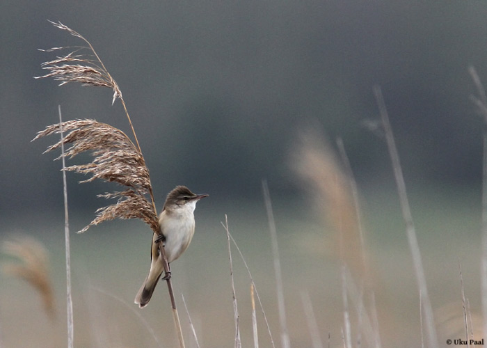 Rästas-roolind (Acrocephalus arundinaceus)
Pärnumaa, mai 2014

UP
Keywords: great reed warbler