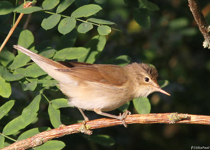 Aed-roolind (Acrocephalus dumetorum)
Kihnu, juuli 2013

UP
Keywords: blyth's reed warbler