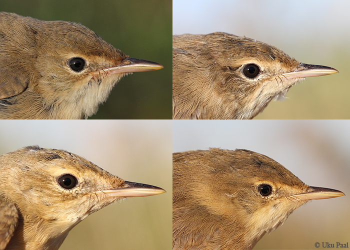 Soo-roolind (Acrocephalus palustris) 1a lindude variatsioon
Võrtsjärv, juuli-august 2015

UP
Keywords: marsh warbler