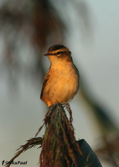 Kõrkja-roolind (Acrocephalus schoenobaenus)
Aardla, Tartumaa, 31.08.2007
Keywords: sedge warbler