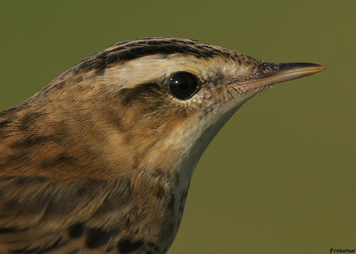 Kõrkja-roolind (Acrocephalus schoenobaenus) 1a
Pulgoja linnujaam, juuli 2009. 1. kalendriaasta lind.

UP 
Keywords: sedge warbler