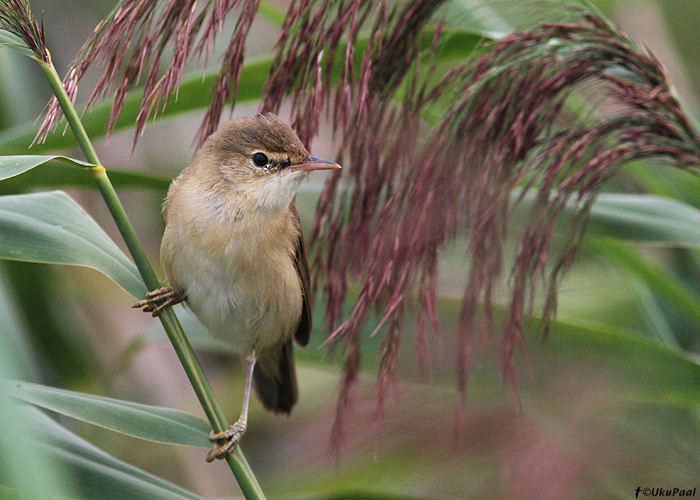 Tiigi-roolind (Acrocephalus scirpaceus)
Tartumaa, august 2013

UP 
Keywords: reed warbler